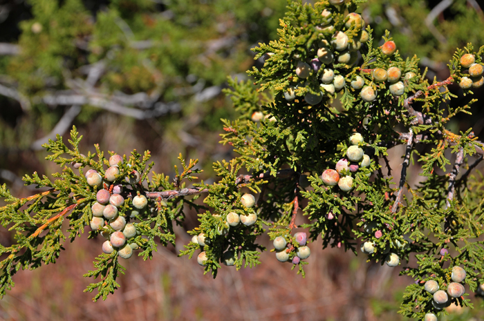 Redberry Juniper has light green glandular awl-like leaves that are closely appressed, scale-like and covered with conspicuous white resin. This species is found in the southwestern United States in AZ, NM and TX. It is predominant in Arizona. Juniperus coahuilensis 